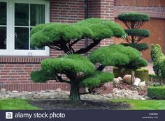 a bonsai tree in front of a brick house with green grass and rocks around it