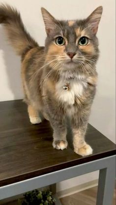 a cat standing on top of a wooden table