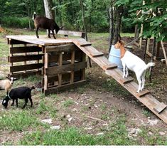 goats and goats are standing on wooden steps in the grass near trees, with one goat looking at another