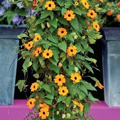 yellow and orange flowers are growing on the side of a purple bench next to potted plants