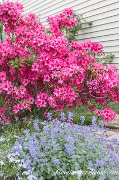 pink and blue flowers in front of a house