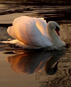 a swan is swimming in the water with its wings spread out and it's reflection on the water