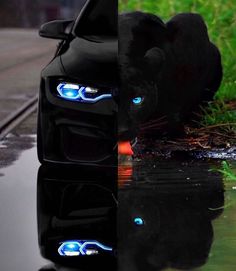 a black car with blue eyes is reflected in the water and it's reflection on the ground