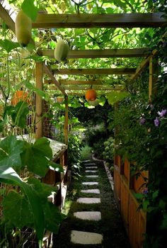 an outdoor garden with lots of plants and rocks