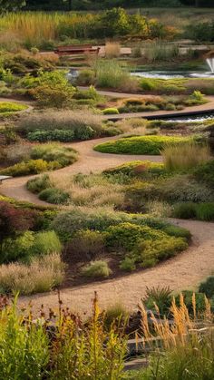 a park with lots of different plants and trees