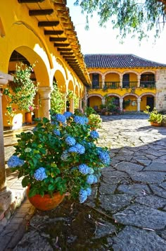 a potted plant with blue flowers sitting in front of a yellow building on a cobblestone walkway