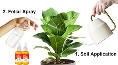 a potted plant with two spray bottles next to it and the words, 2 foliar spray 1 soil application