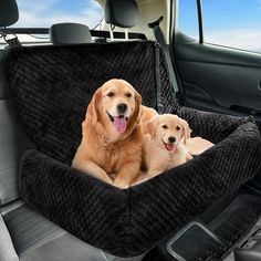 two golden retrievers sitting in the back seat of a car with their tongue out