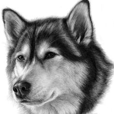 a black and white drawing of a husky dog's head, looking at the camera