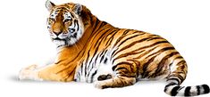 a tiger is laying down on the ground