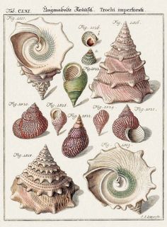 an illustration of seashells from the 19th century