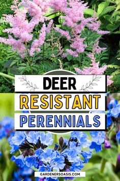 Deer Resistant Shade Plants (15 Beautiful Perennials and Shrubs That Deer Hate) Full Sun Plants, Shade Perennials, Garden Shrubs, Evergreen Plants