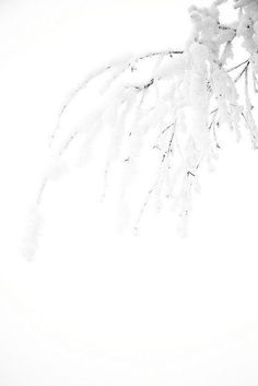 a bird is perched on the branch of a tree covered with snow in wintertime