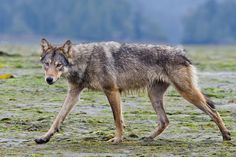 a wolf walking across a field with grass and trees in the backgrouds