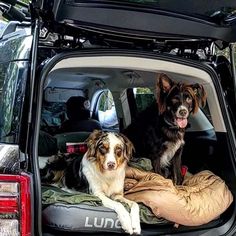 two dogs are sitting in the back of a car with its bed on it's trunk