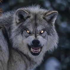 a wolf with his mouth open and glowing yellow eyes