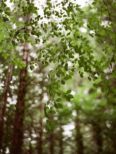 trees in the woods with lots of green leaves