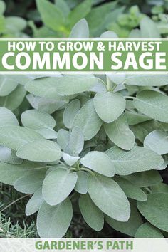 how to grow and harvest the best common sage for your garden's plant life