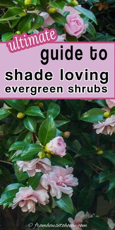 Ultimate Guide To Shade Loving Evergreen Shrubs Shade Loving Shrubs, Winter Shrubs, Shade Landscaping, Shade Gardening