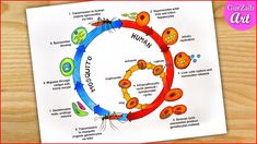 an animal cell diagram is shown on a piece of paper with the words human and animals