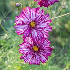 three purple flowers are blooming in the field