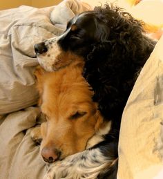 two dogs are sleeping together on the bed