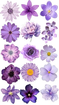 many different types of flowers are shown in purple and lavender colors, with yellow centers