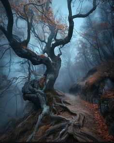 an old tree in the middle of a forest