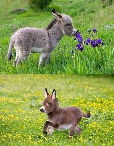 two pictures of donkeys in the grass and flowers