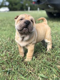 a small brown dog standing on top of a lush green field