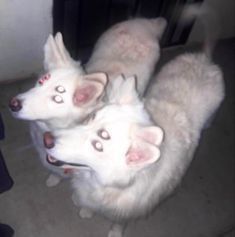 two white dogs sitting next to each other on the floor