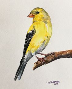 a drawing of a yellow bird sitting on a branch with its head turned to the side