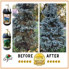 the before and after photos of a blue spruce tree