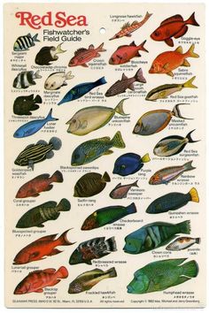 the red sea fish guide is shown in this vintage poster, which shows different types of fish