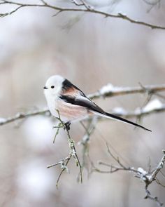 a small bird sitting on top of a tree branch covered in snow and frosting