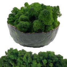 a large metal bowl filled with lots of green plants next to each other on top of trees