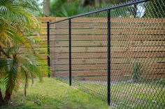 a black chain link fence next to a palm tree