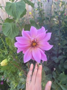 a person holding a pink flower in their hand