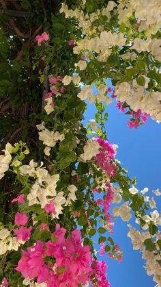 pink and white flowers are hanging from the branches of a tree in front of a blue sky