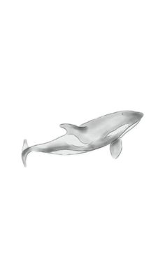 a drawing of a whale on a white background