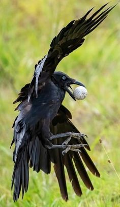 a large black bird flying through the air with a ball in it's beak