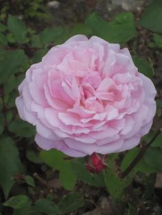 a pink flower with green leaves in the background