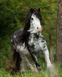 a black and white horse running in the grass near a tree with its tail up