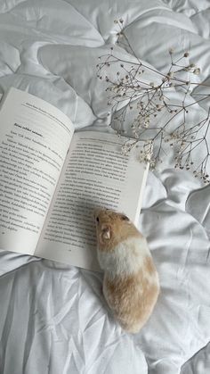 an orange and white cat laying on top of a bed next to an open book