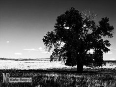 a black and white photo of a lone tree in the middle of a grassy field