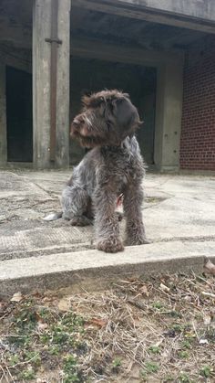 a small dog sitting on the ground in front of a building with no doors or windows