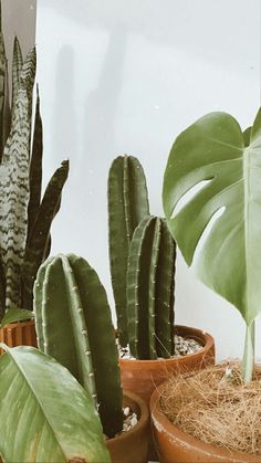 several potted plants are shown in front of a window