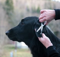 a dog being groomed by a person with scissors in it's mouth,