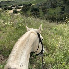 a white horse standing on top of a lush green hillside