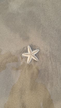 a white starfish on the sand with its reflection in it's water surface